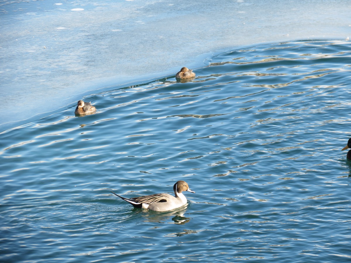 Northern Pintail - ML27411061