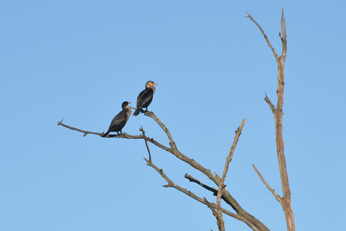 Double-crested Cormorant - ML274110911