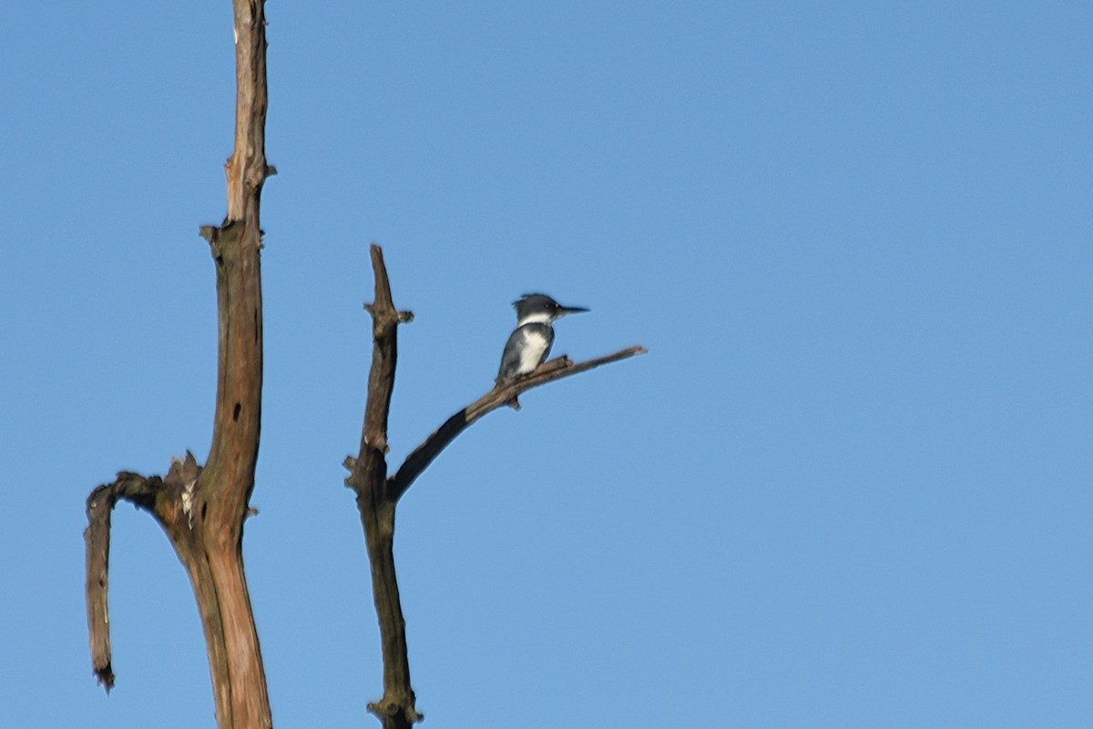 Belted Kingfisher - ML274111101