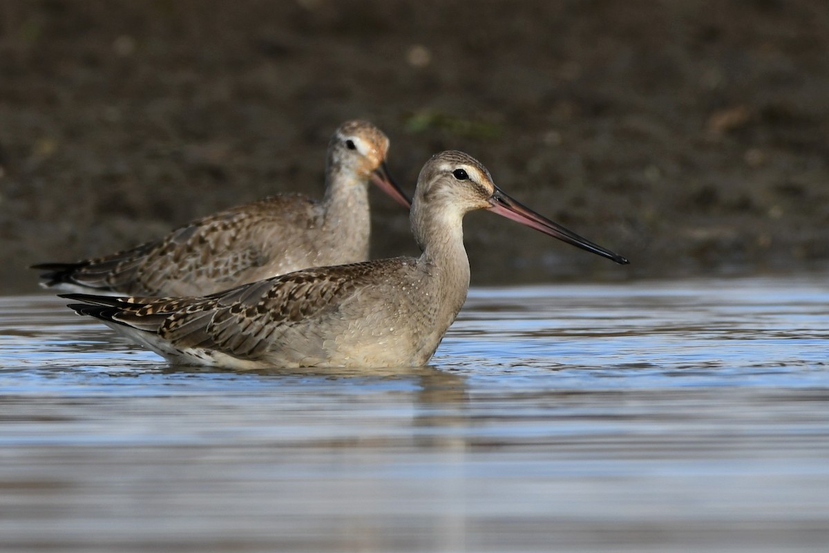 Hudsonian Godwit - Cameron Chevalier