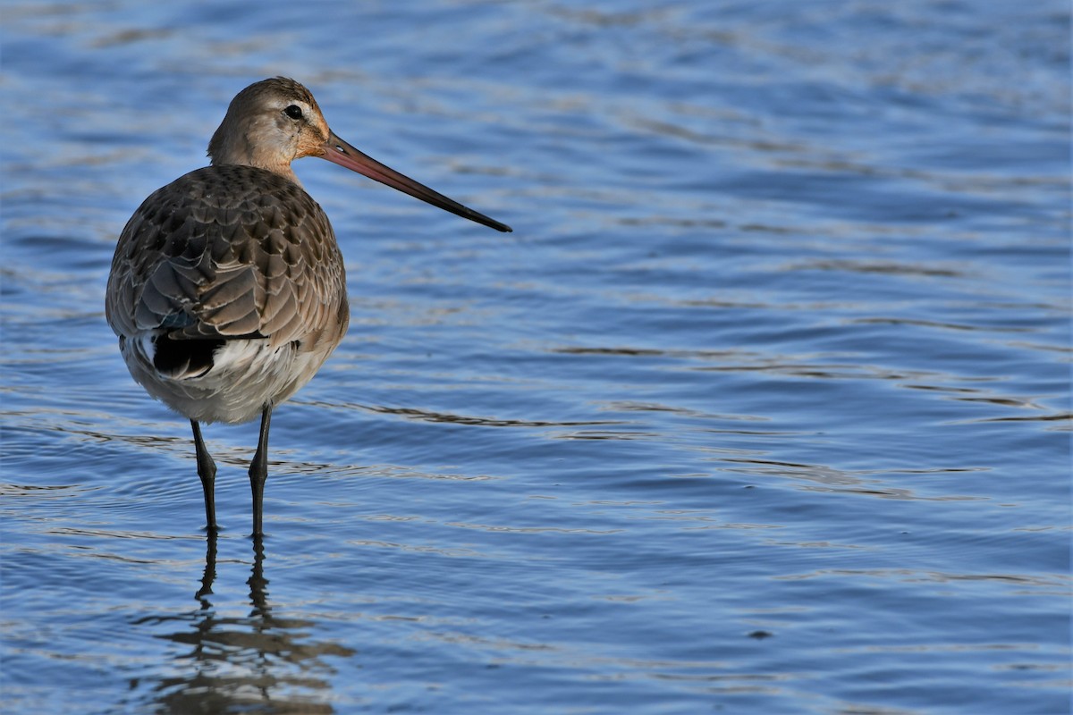 Hudsonian Godwit - ML274111951