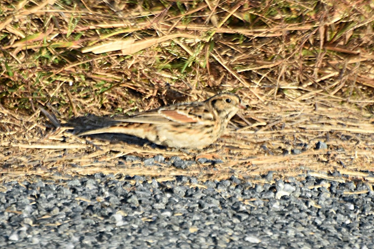 Lapland Longspur - ML274112211