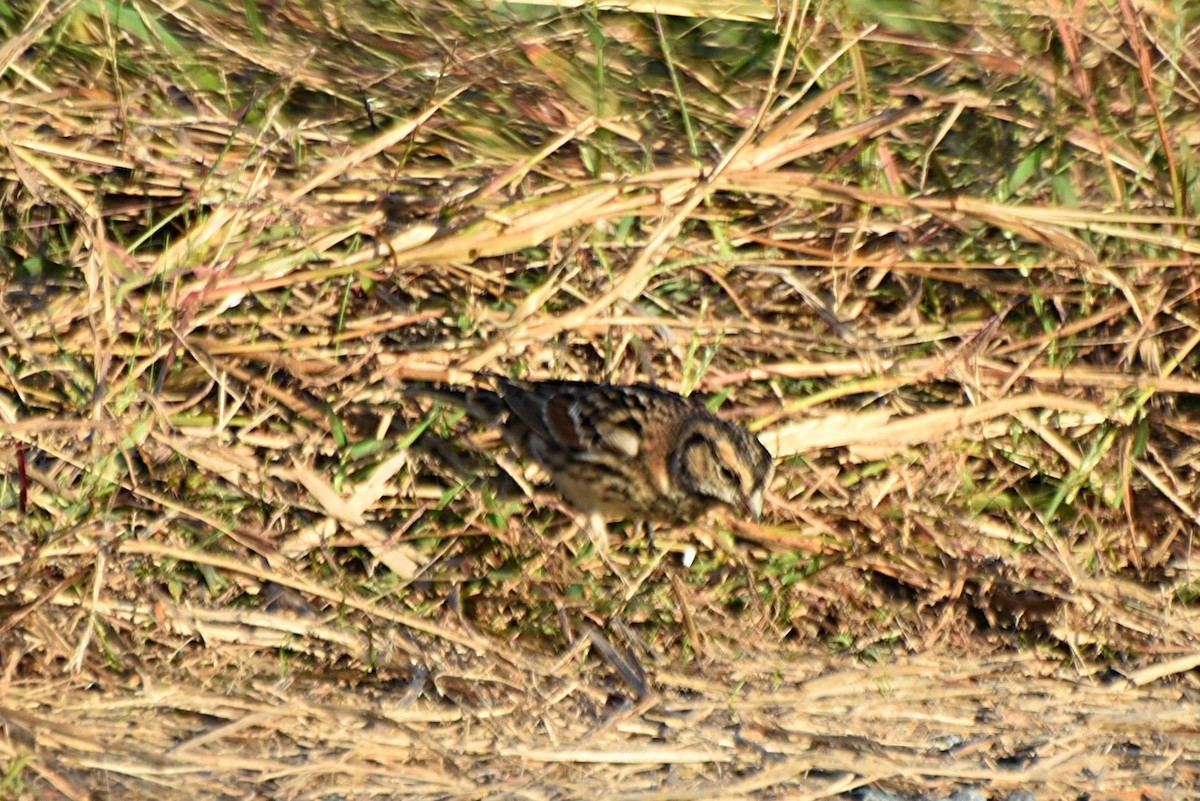 Lapland Longspur - ML274112481