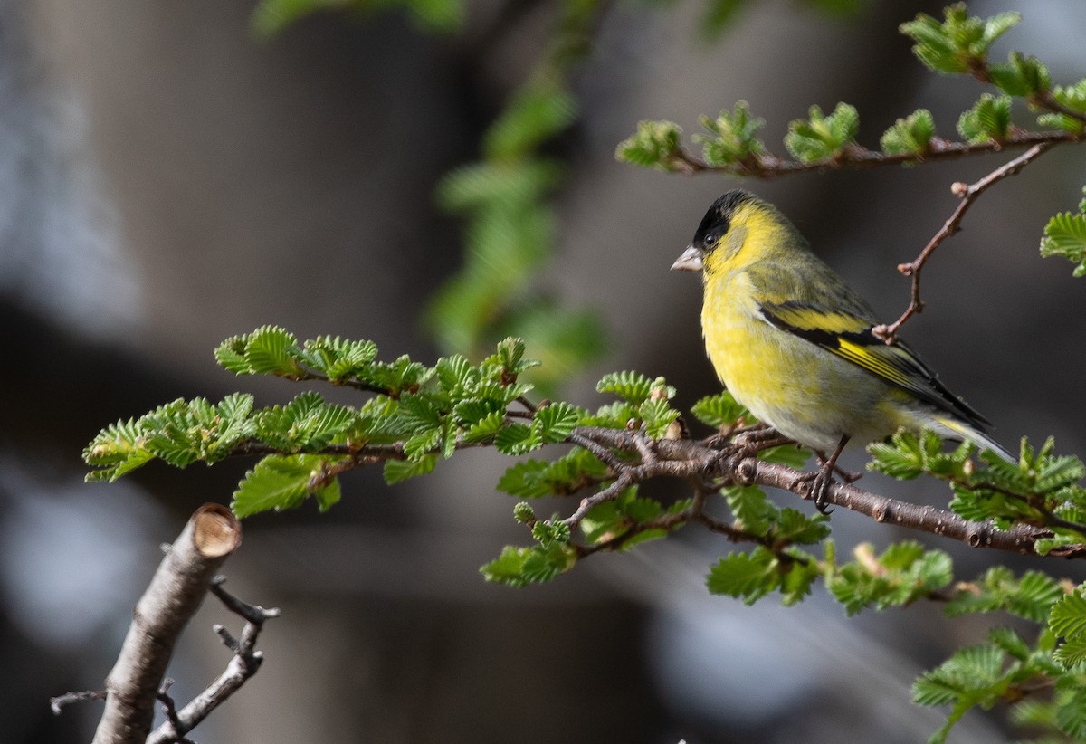 Black-chinned Siskin - Santiago Imberti