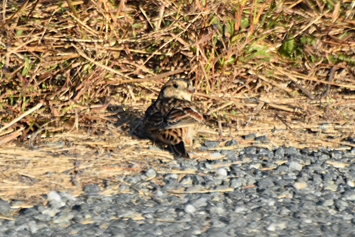 Lapland Longspur - ML274112551