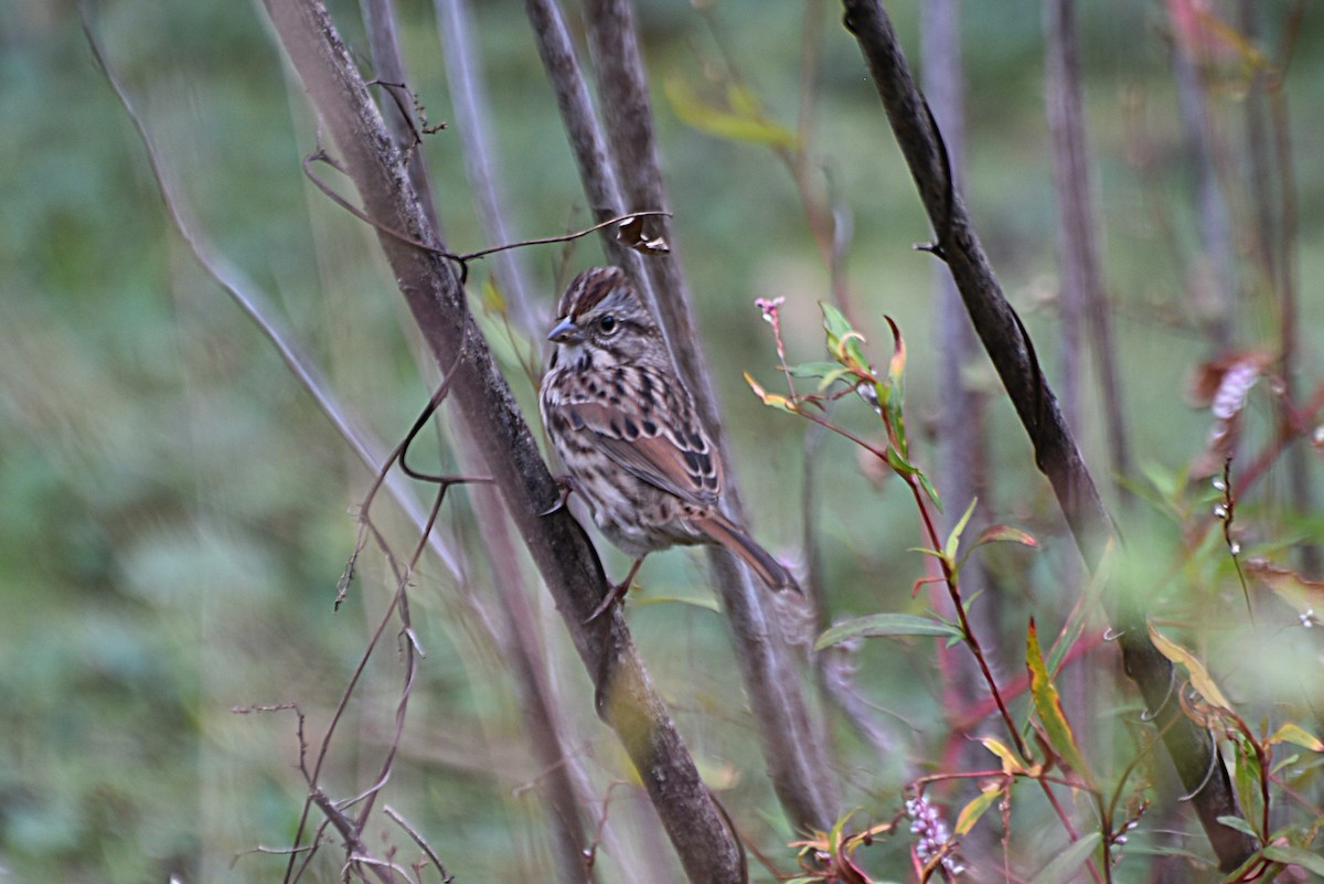 Song Sparrow - ML274112771