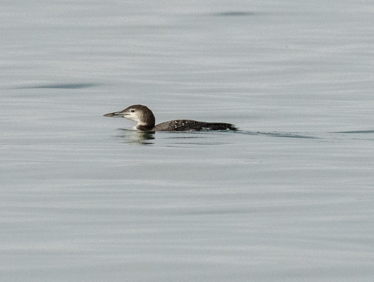Common Loon - ML274112941