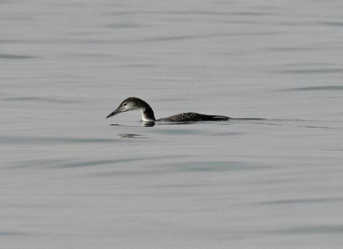 Common Loon - ML274112951