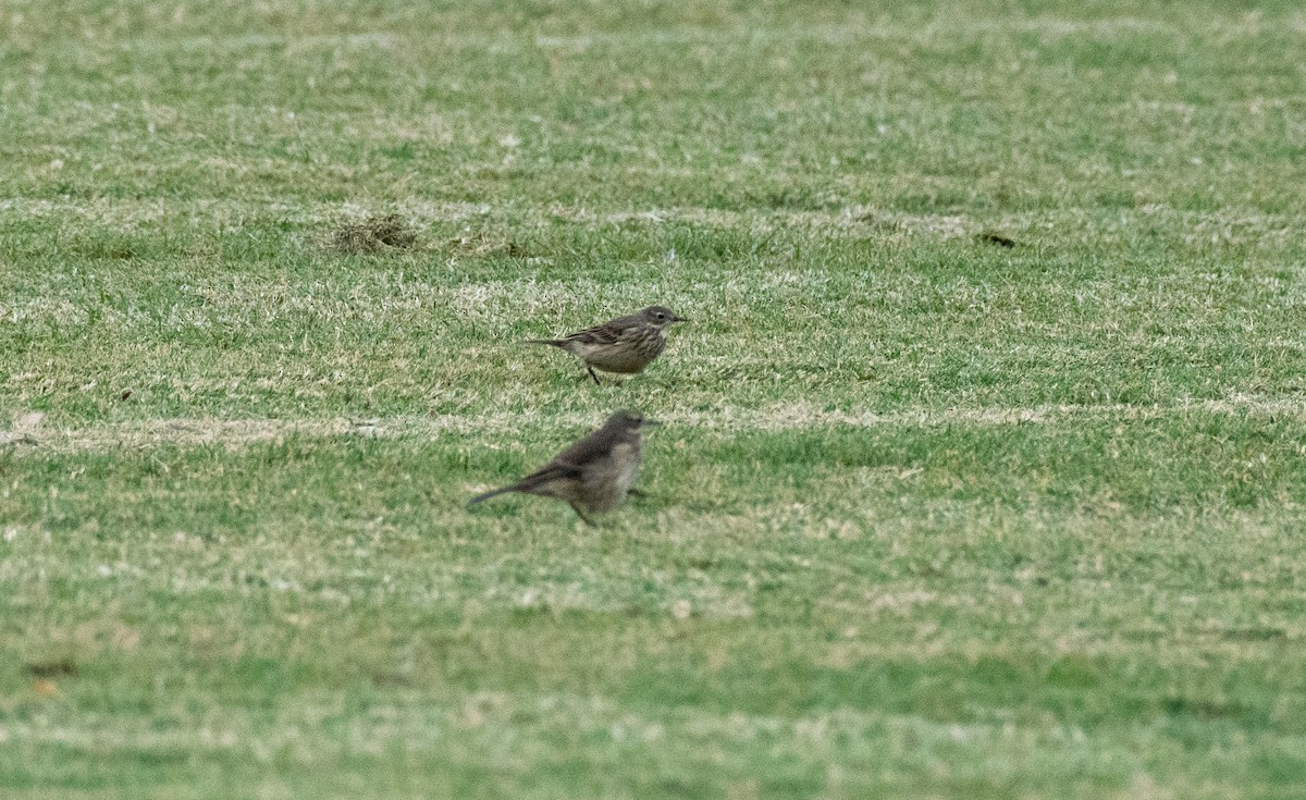 American Pipit - ML274113131