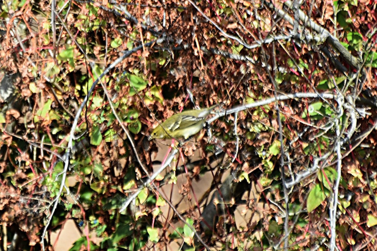 Blackpoll Warbler - ML274113941