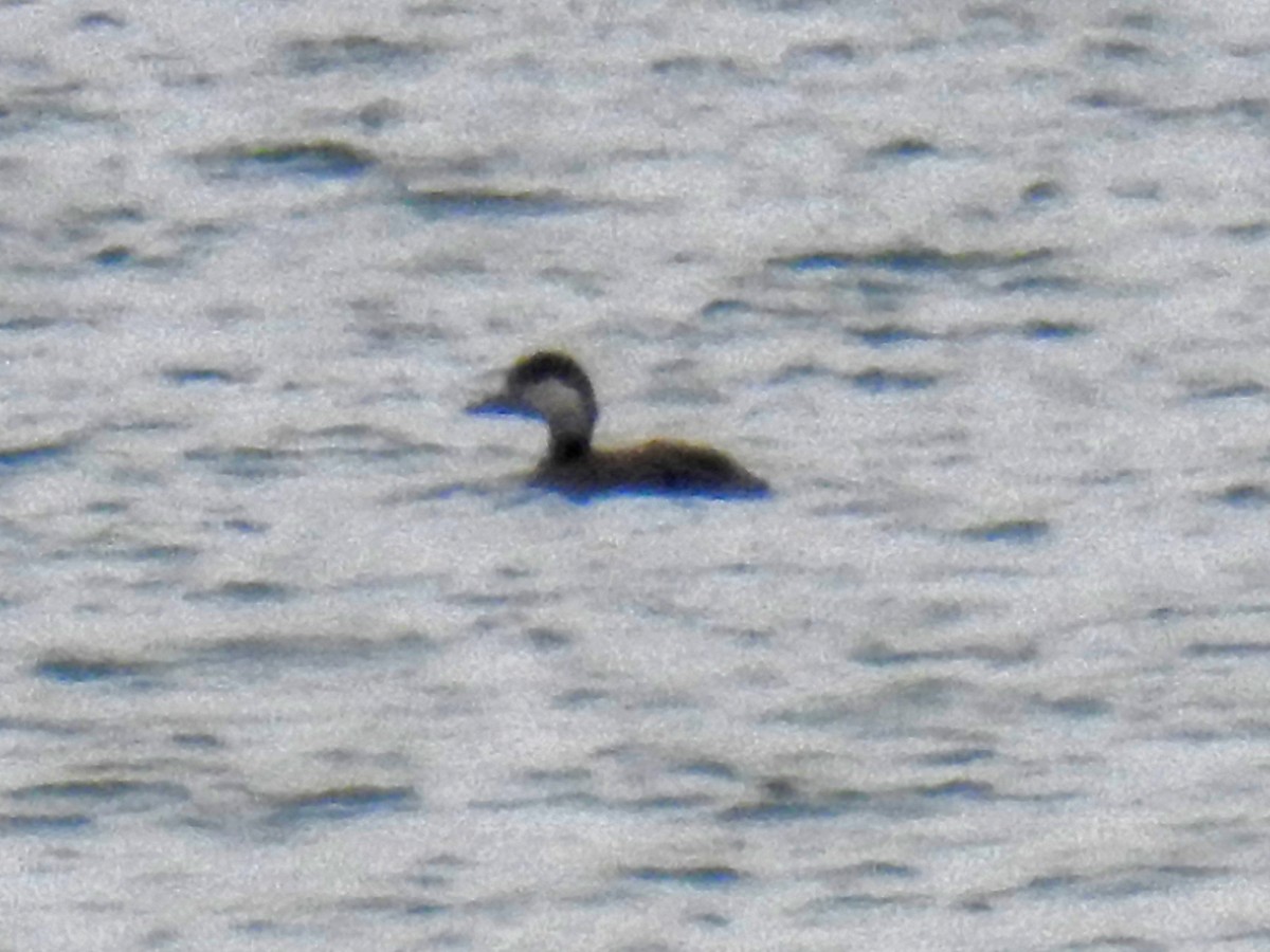 Black Scoter - ML274114311