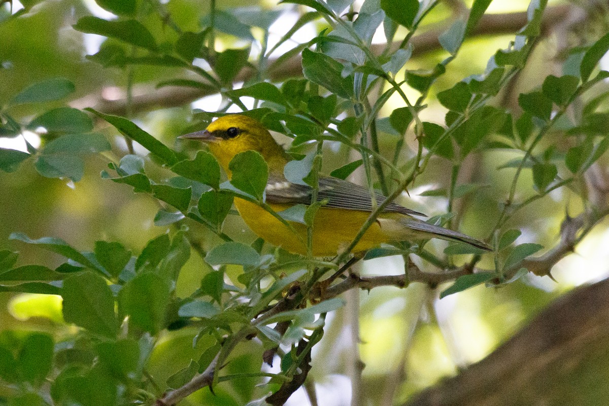 Blue-winged Warbler - ML274114461