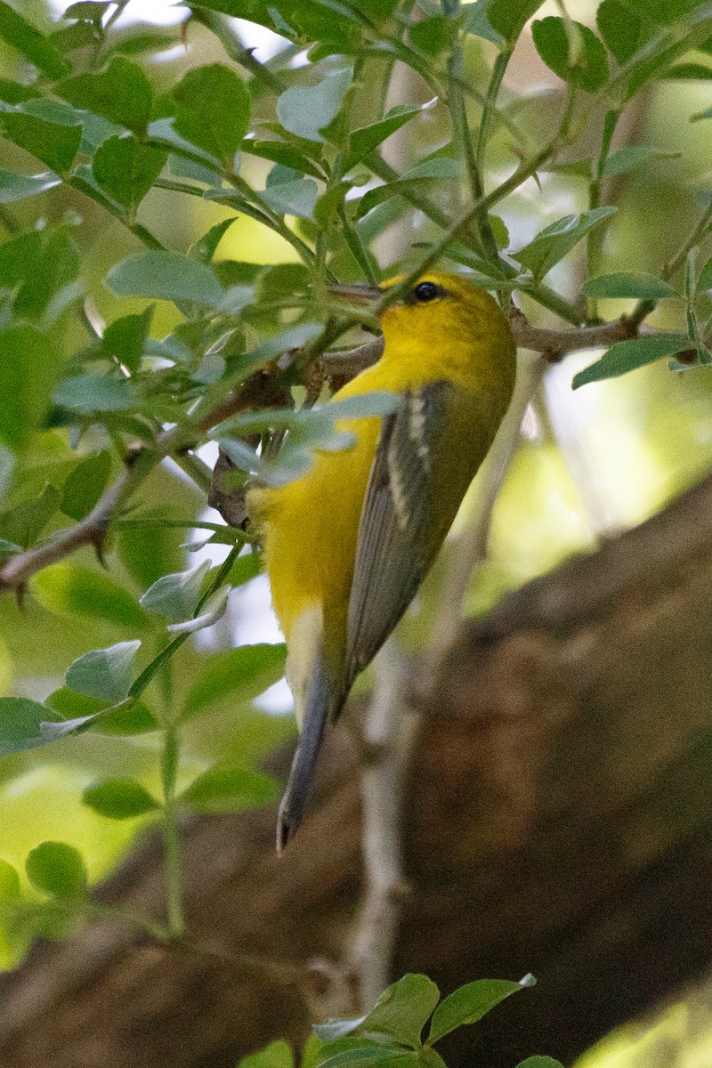 Blue-winged Warbler - ML274114481