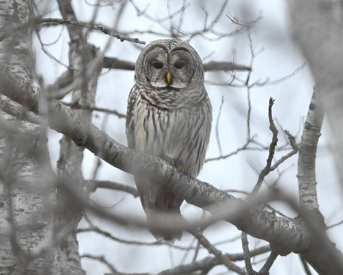 Barred Owl - ML274114551