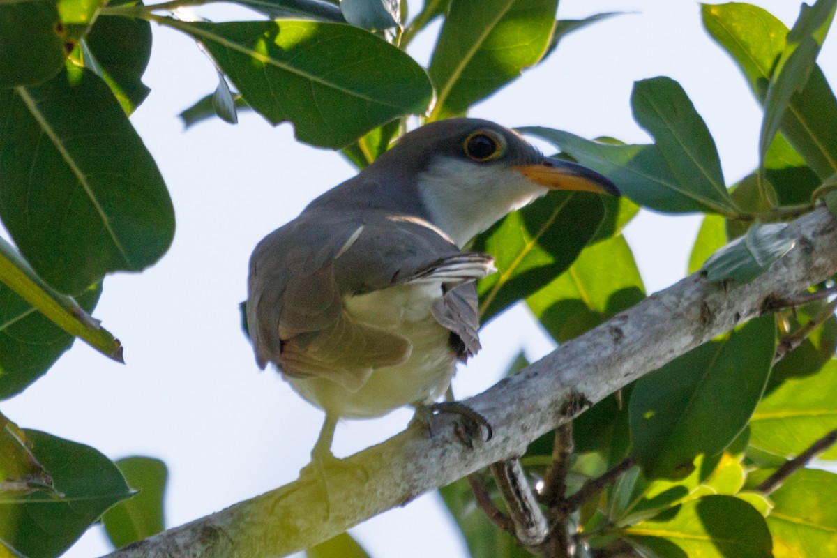 Yellow-billed Cuckoo - ML274115171