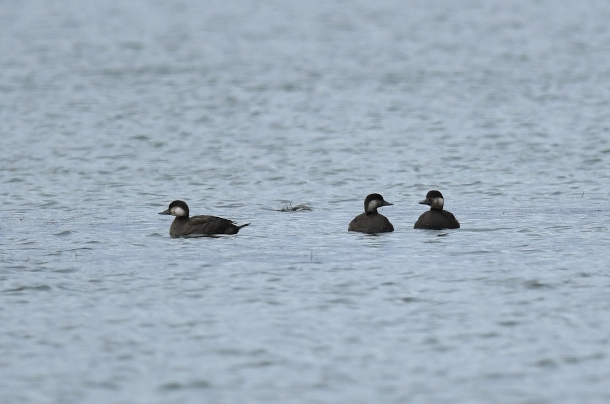 Black Scoter - ML274115441