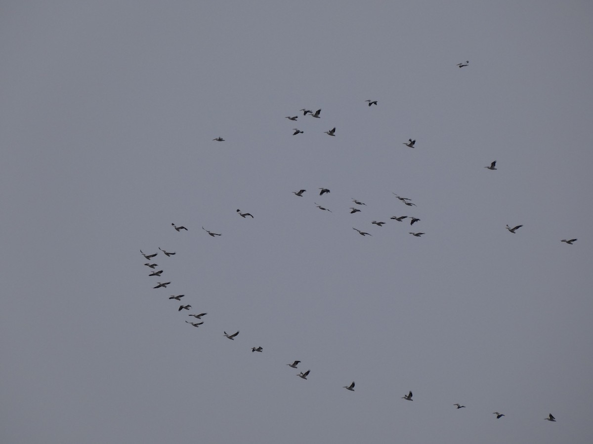 American White Pelican - ML274117761
