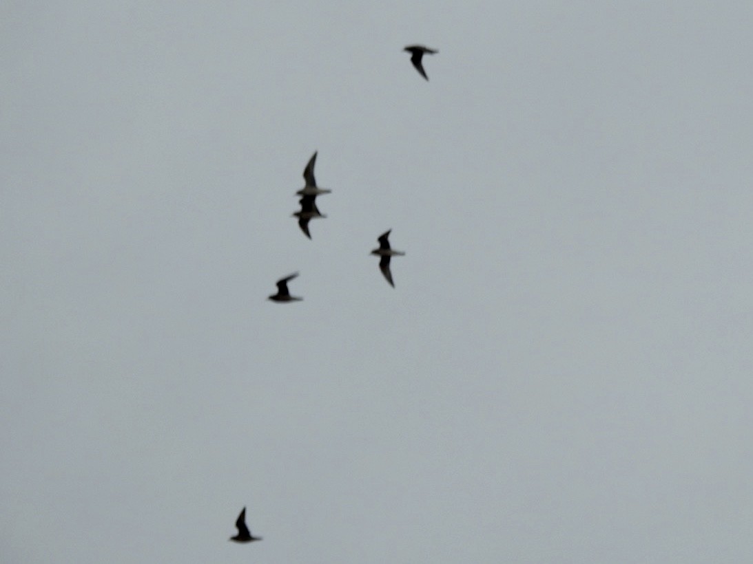 American Golden-Plover - ML274117891