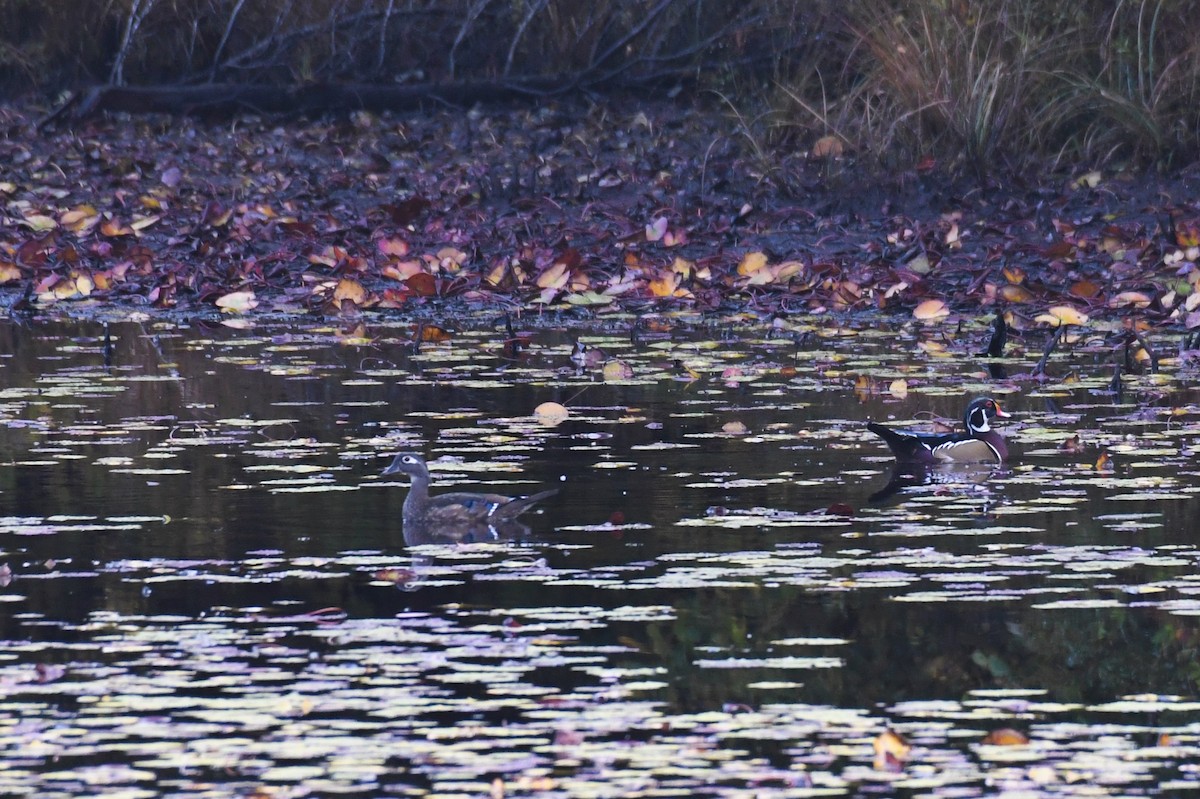 Wood Duck - Paul Nale