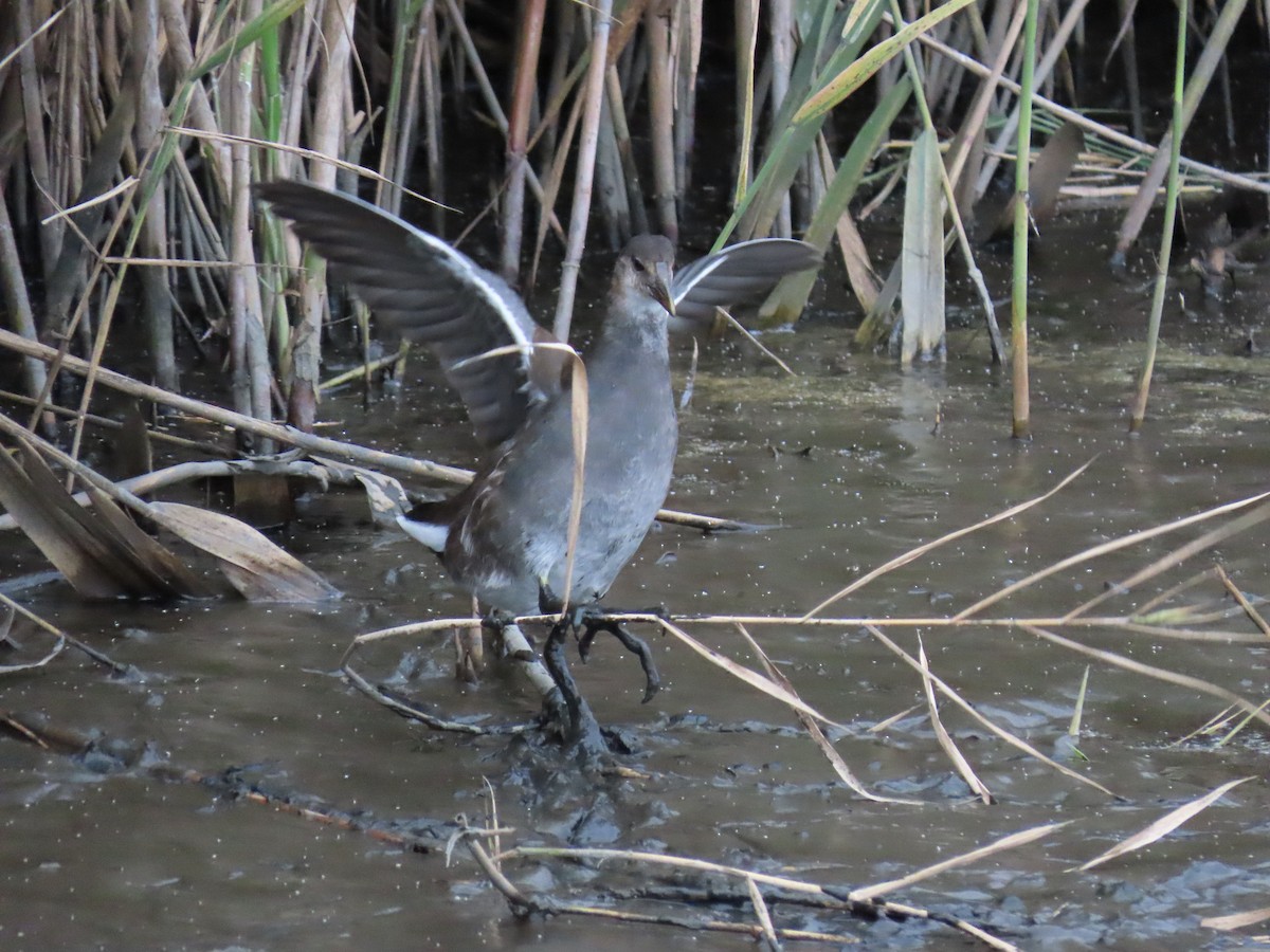 Common Gallinule - Nicholas Sweatlock