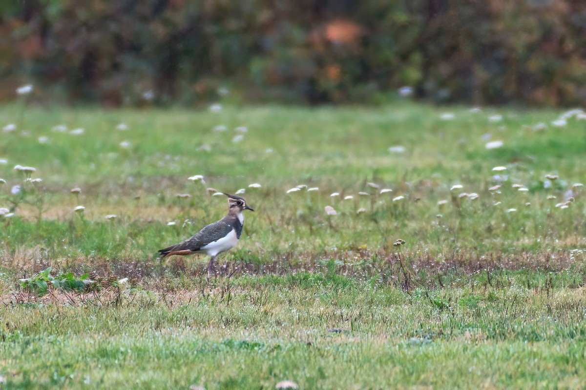 Northern Lapwing - Steven McGrath