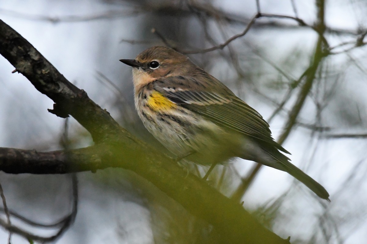 Yellow-rumped Warbler - Paul Nale