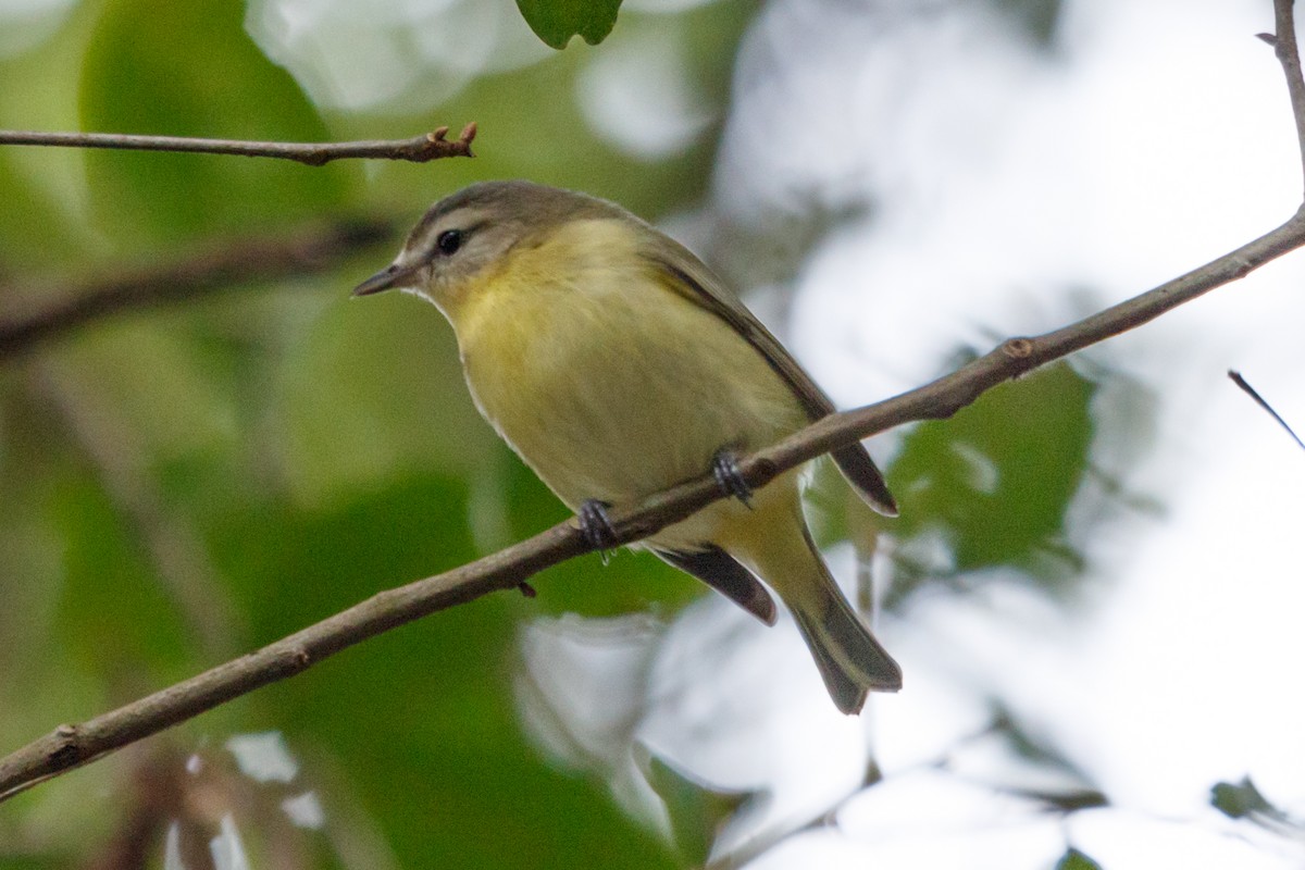 Philadelphia Vireo - ML274122521