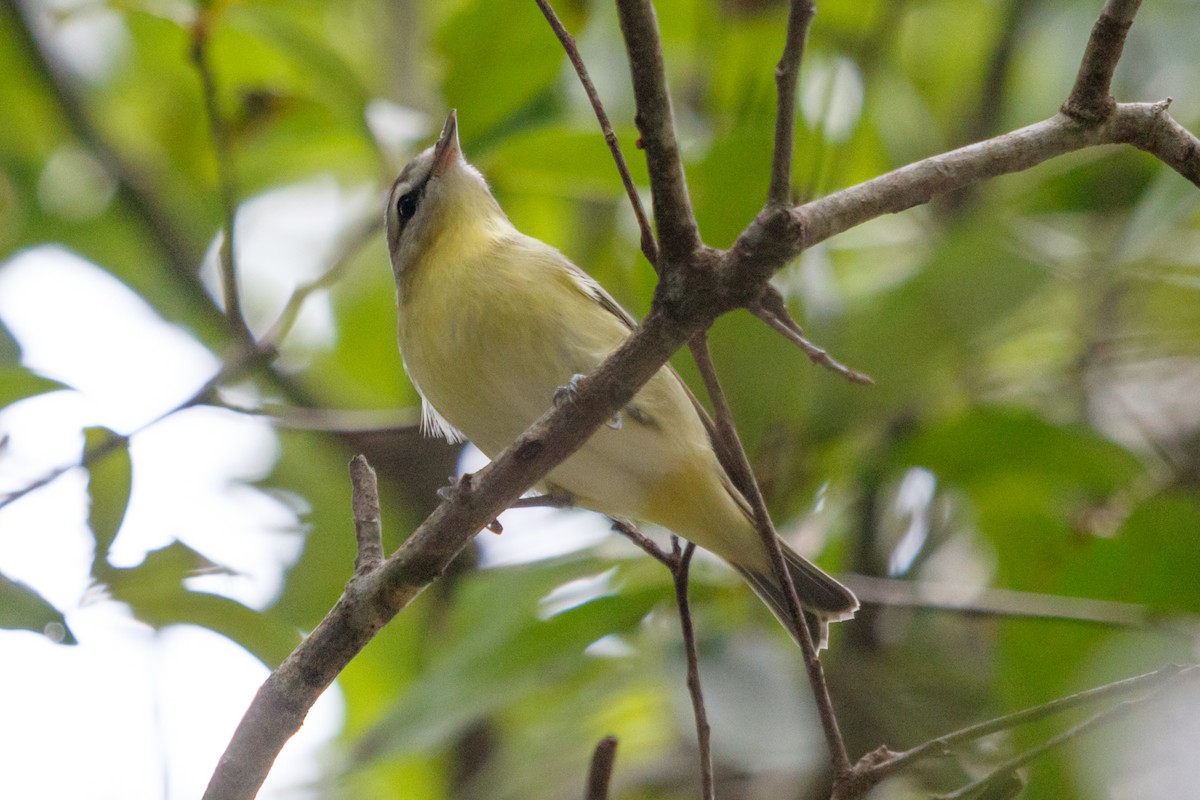 Philadelphia Vireo - ML274122731