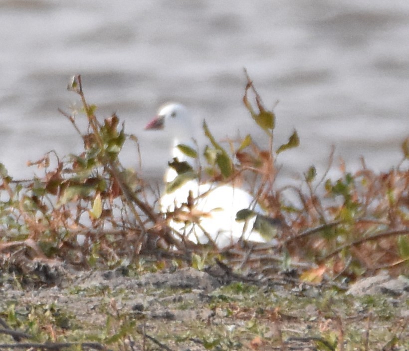 Ross's Goose - ML274123771