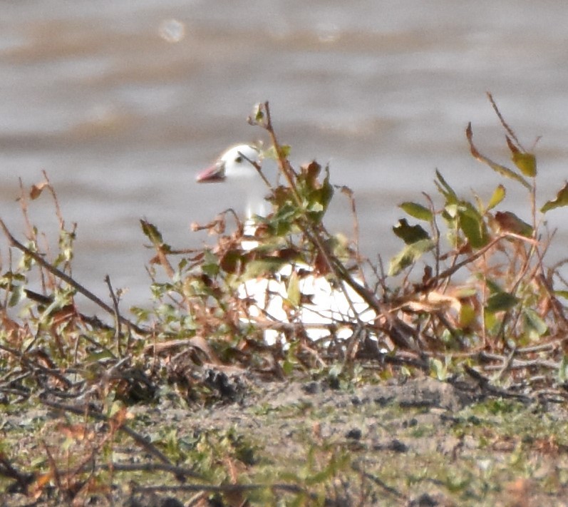 Ross's Goose - ML274123831