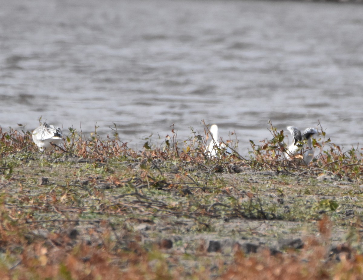 Snow Goose - ML274124031