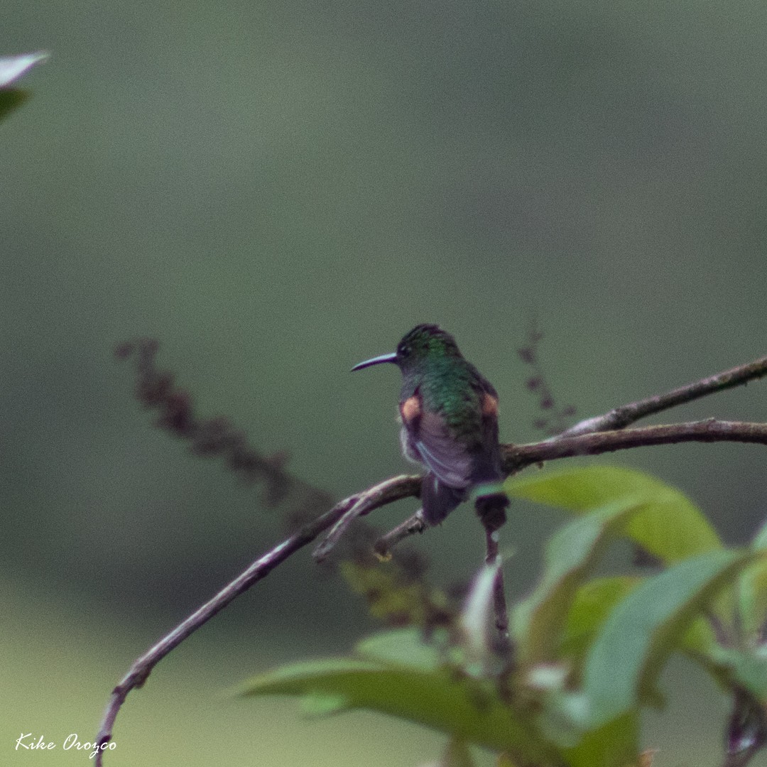 stripehalekolibri - ML274125681