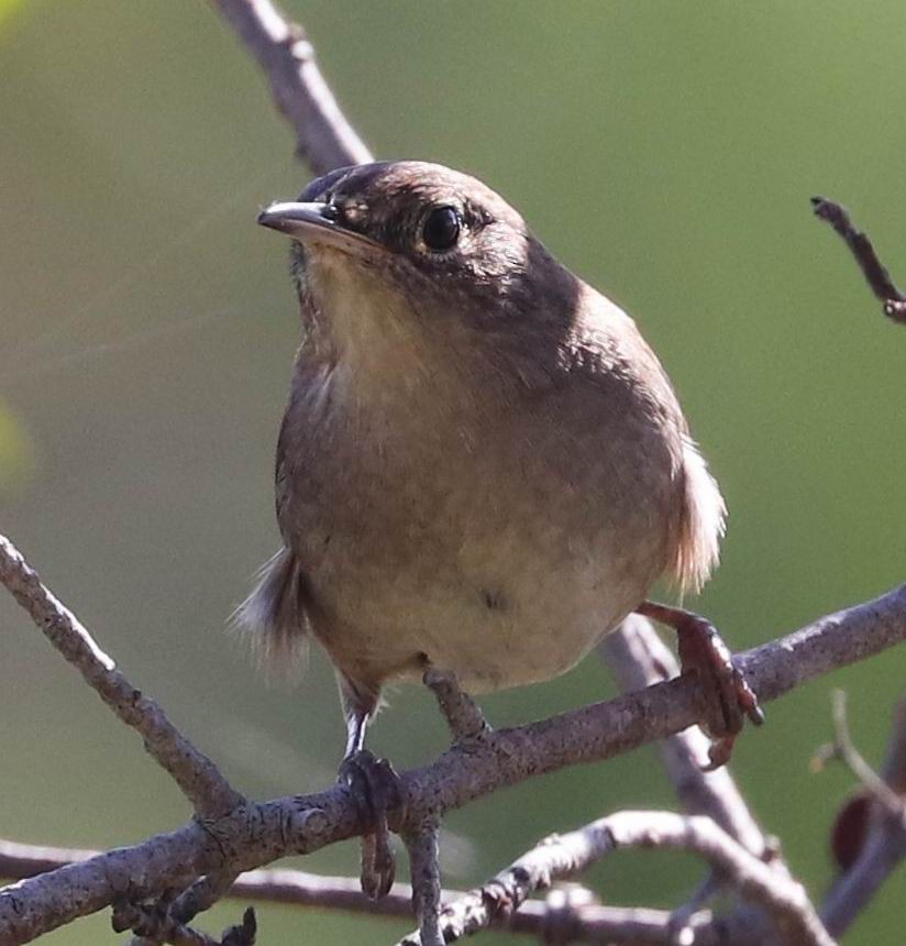 House Wren - ML274126261