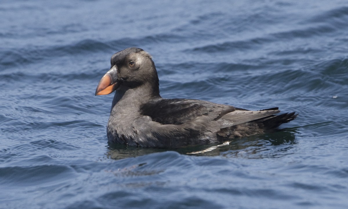 Tufted Puffin - Brian Sullivan