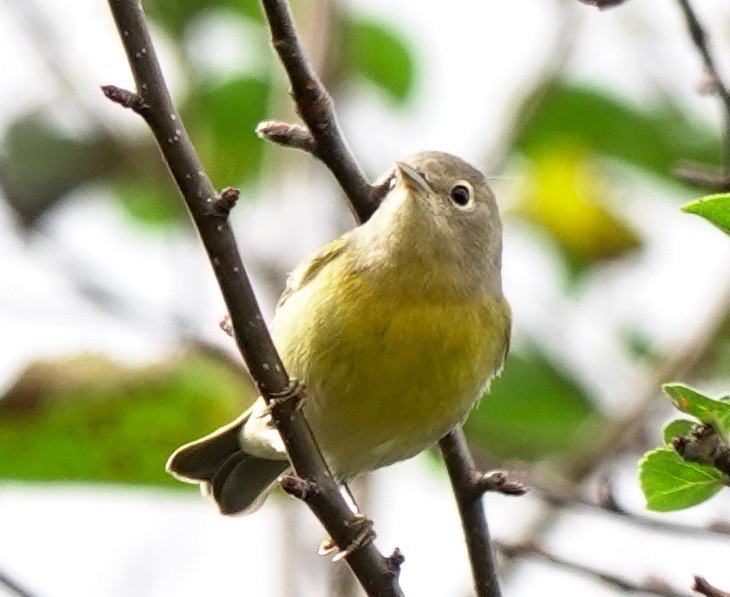 Nashville Warbler - ML274126681