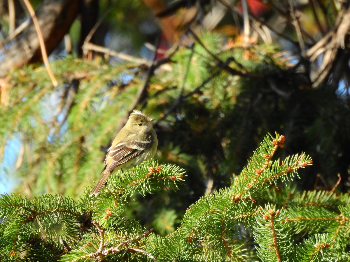 シラギクタイランチョウ（chilensis） - ML274127221