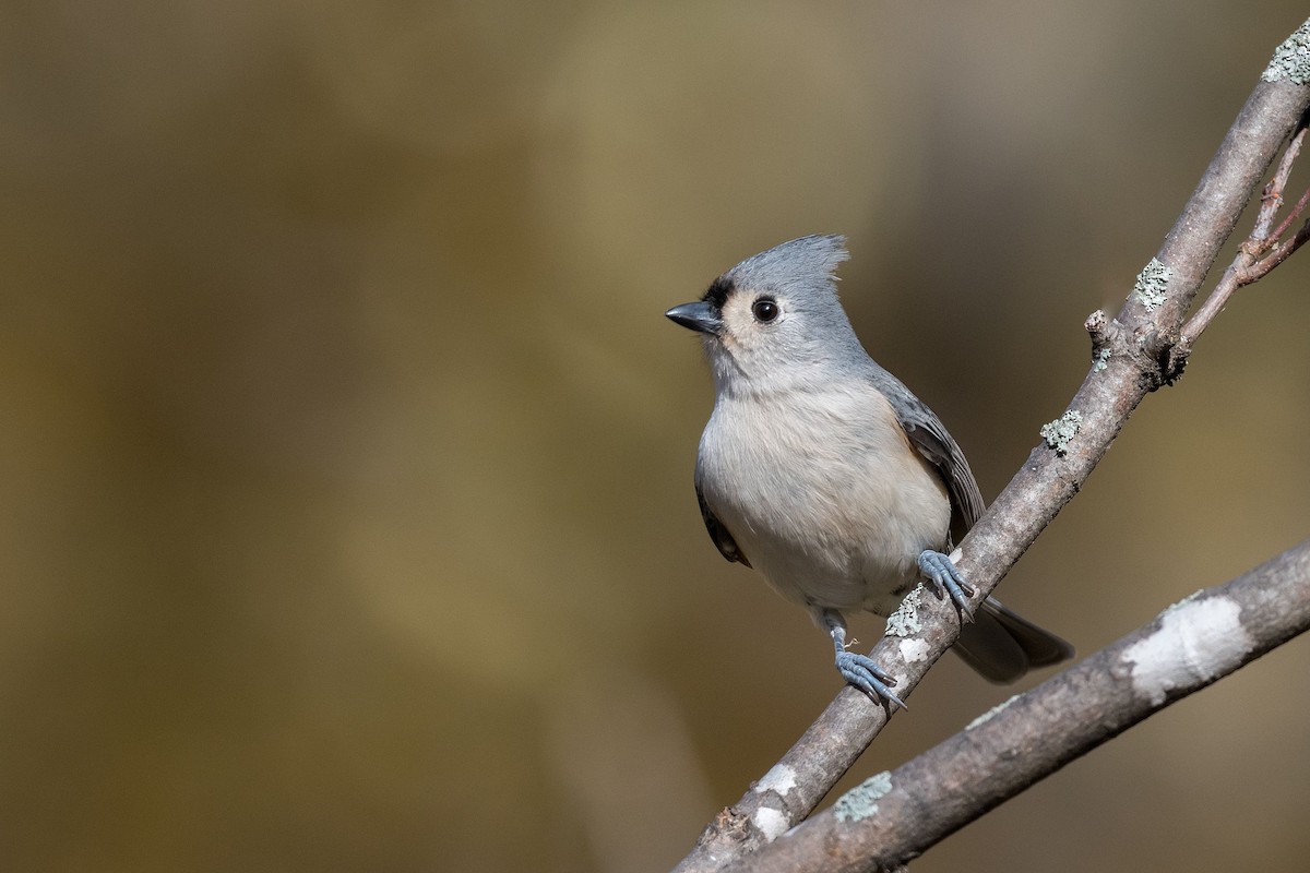 Tufted Titmouse - Allan  Bigras