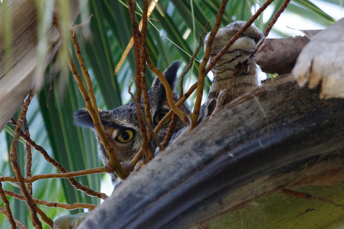 Great Horned Owl - ML274128441