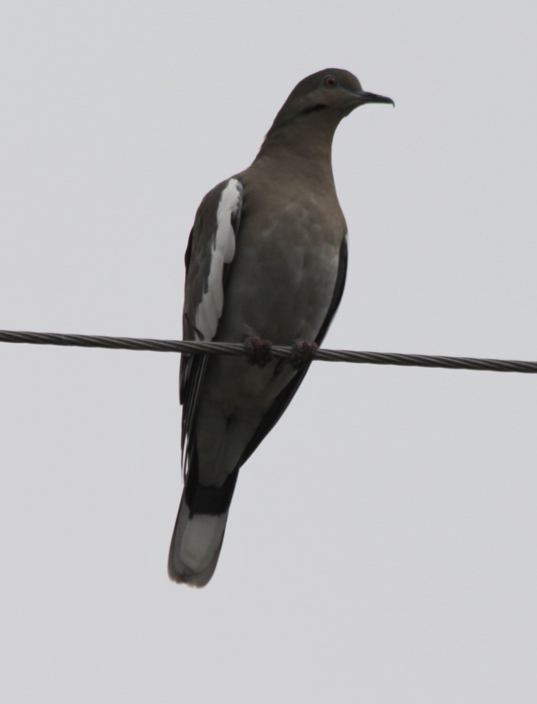 White-winged Dove - ML274129021