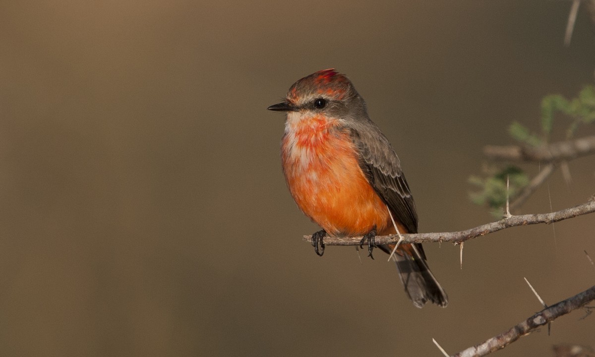 Vermilion Flycatcher - ML27412911