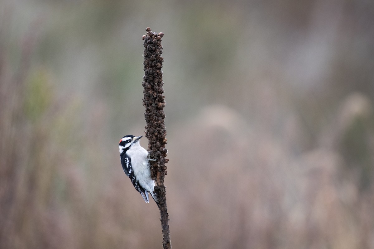 Downy Woodpecker - ML274130261