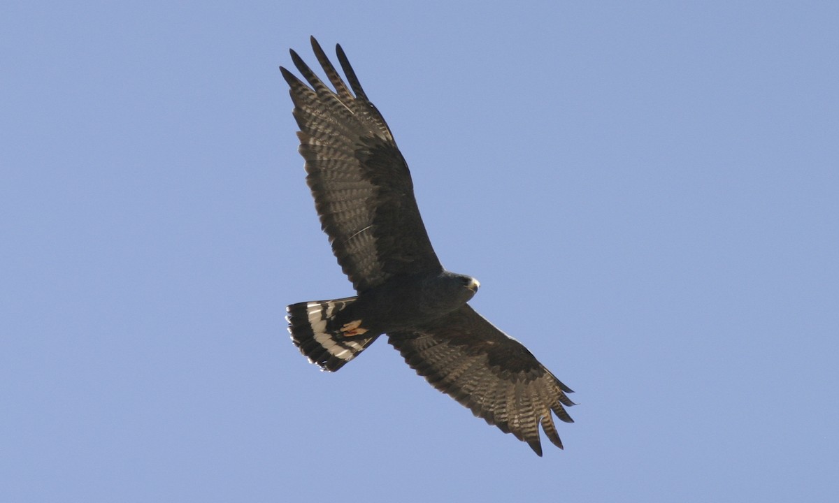 Zone-tailed Hawk - ML27413201