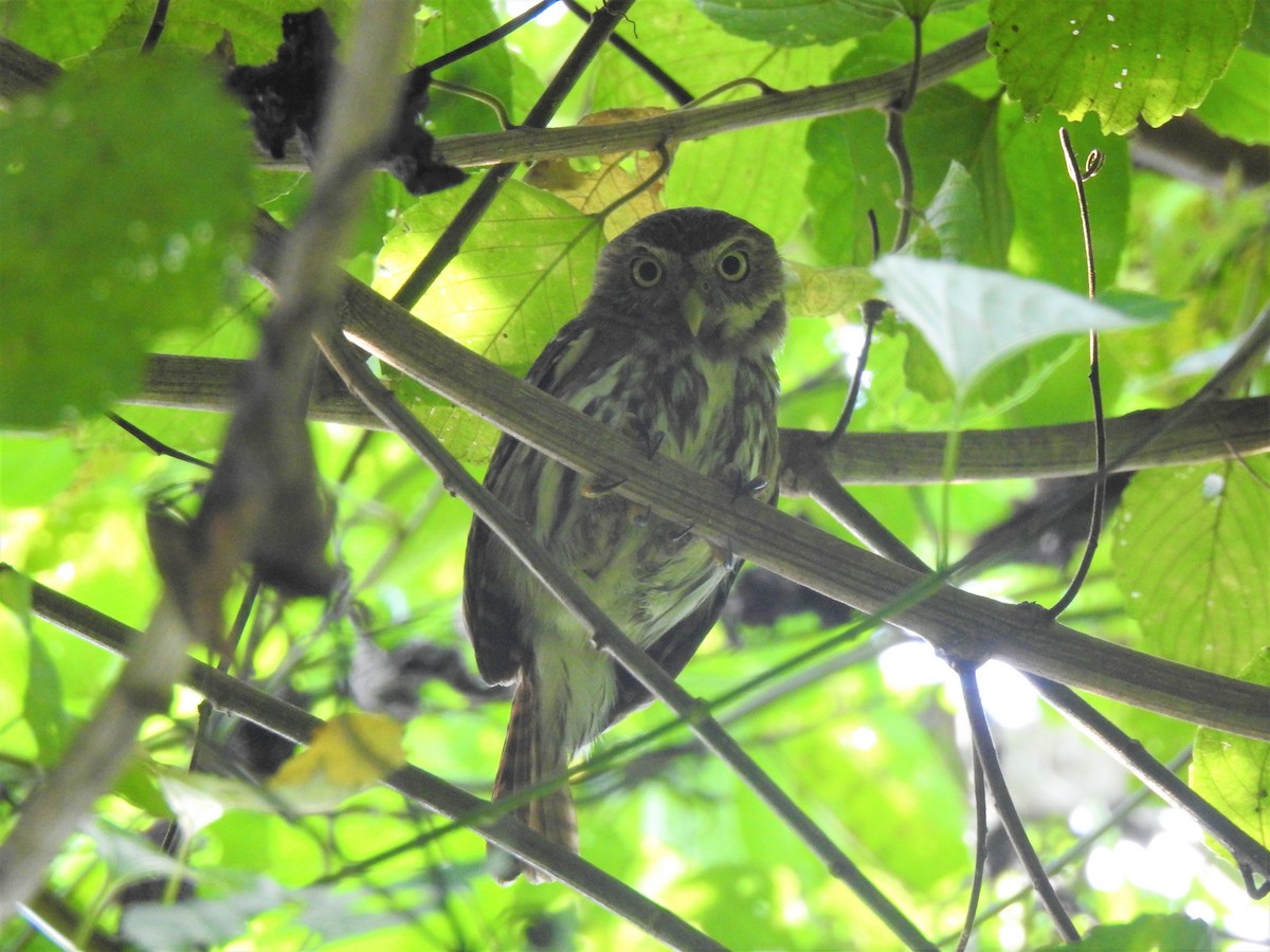 Ferruginous Pygmy-Owl - Heidi  Viteri