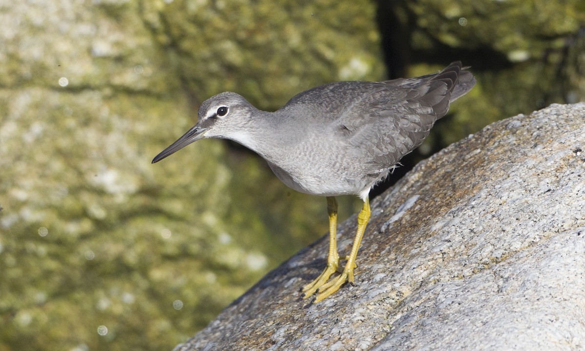 Wandering Tattler - Brian Sullivan