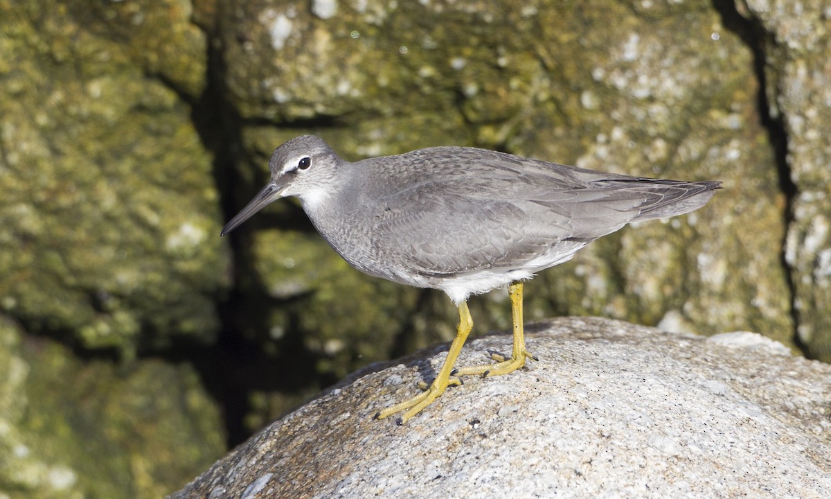 Wandering Tattler - ML27413401