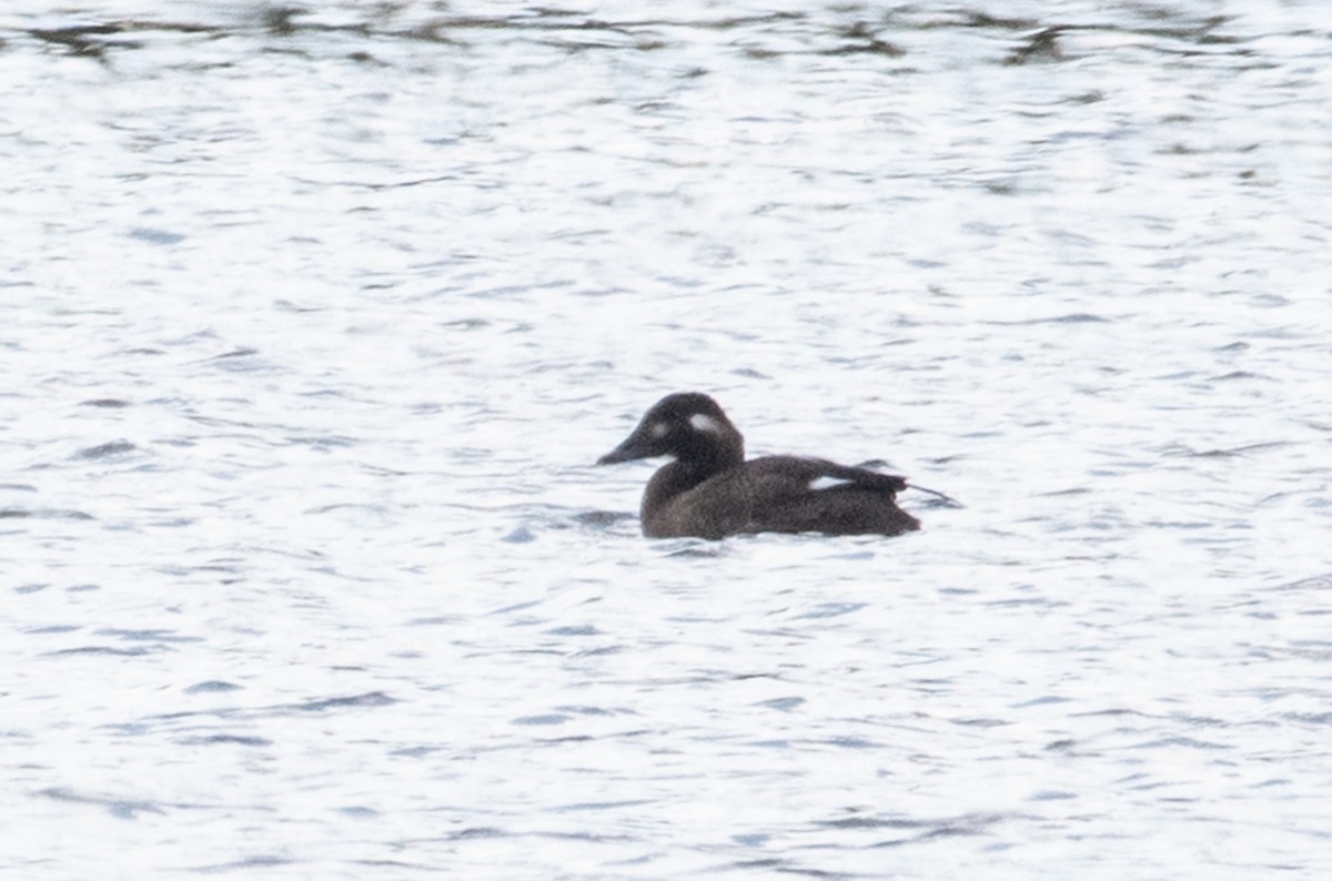 White-winged Scoter - ML274134101