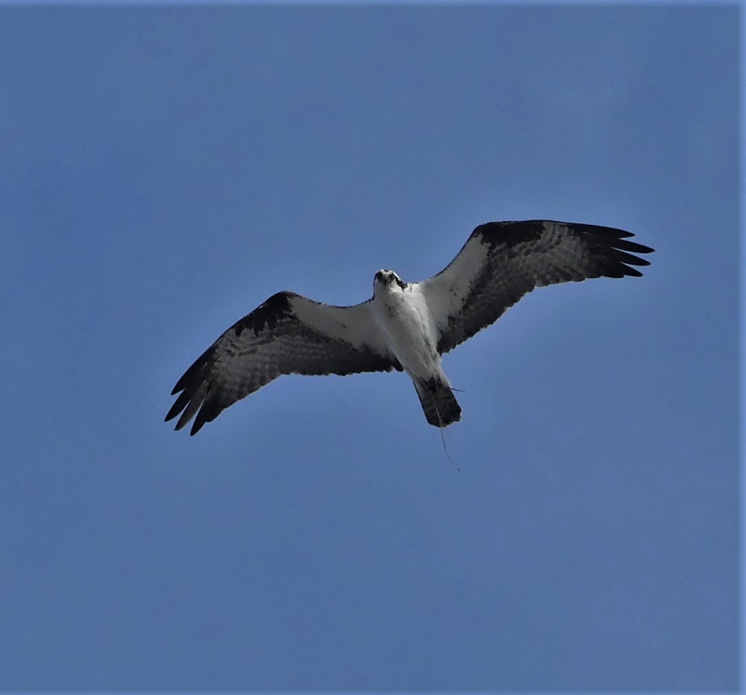 Balbuzard pêcheur - ML274135881