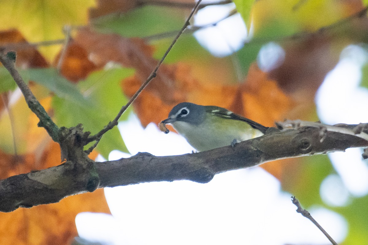 Vireo Solitario - ML274136871