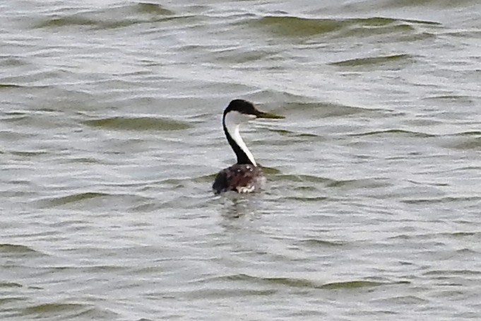 potápka západní/bělolící - ML274140931