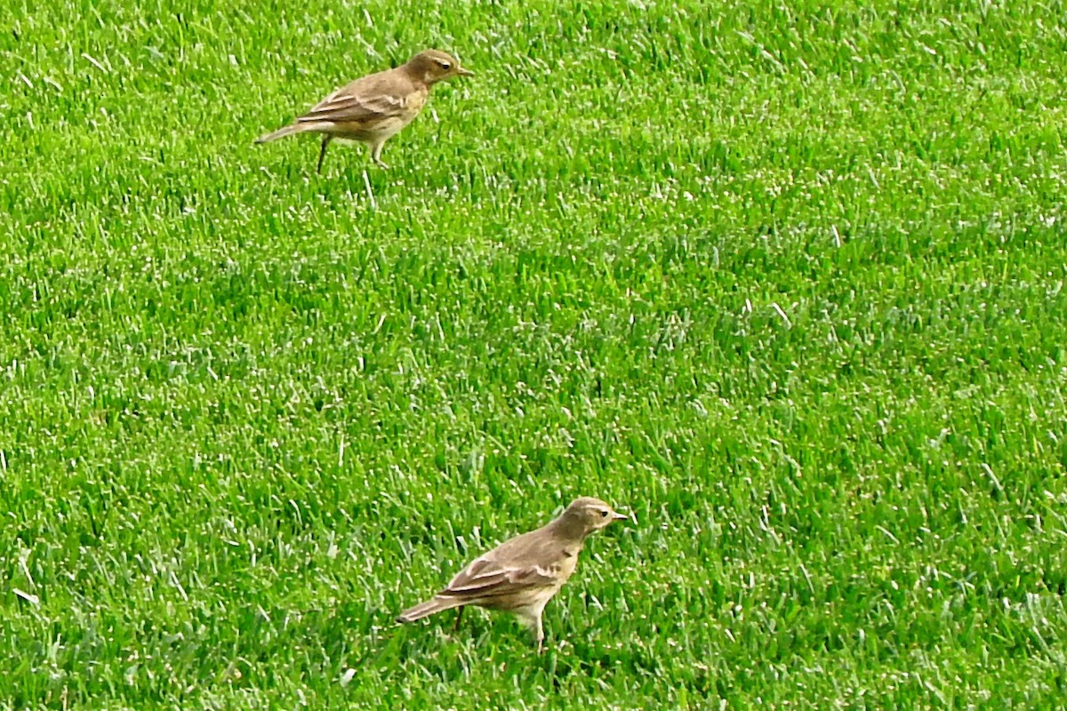 linduška tundrová - ML274141041